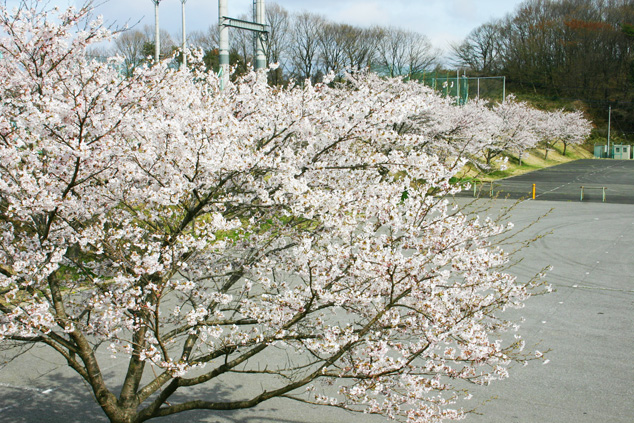 菖蒲沢公園の桜