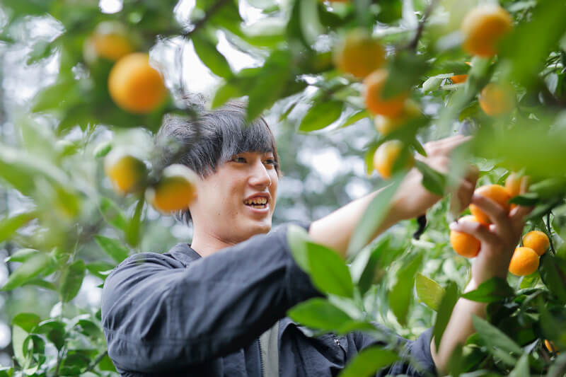 みかんを収穫する「紀州柑橘農園 善兵衛」７代目井上信太郎さん