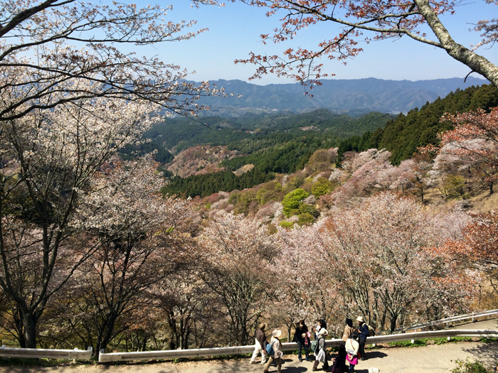 桜が満開を迎えた吉野山