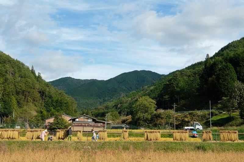 都会×田舎で力を合わせよう！岐阜の農村で稲刈りしながらゆる～く農村体験